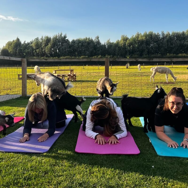 Dine Venues | Rise Hall | Goat Yoga | Ings Park Alpacas
